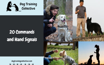 20 Commands and Hand Signals Clever Dogs Know [Easy to Hard]