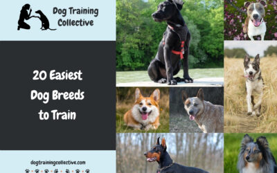 The 20 Easiest Dog Breeds To Train