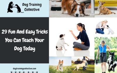 29 Fun And Easy Tricks You Can Teach Your Dog Today
