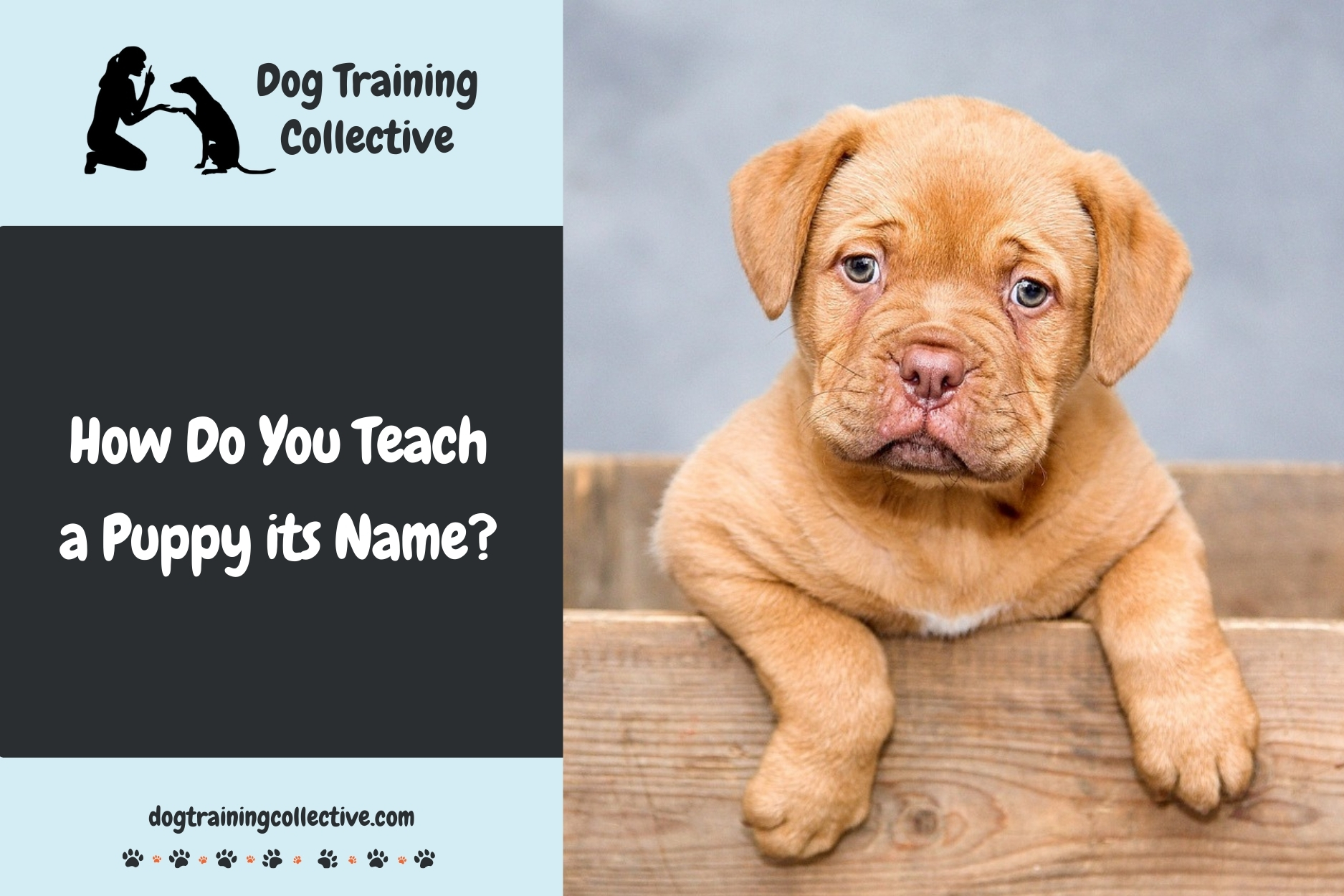 How Do You Teach a Puppy its Name