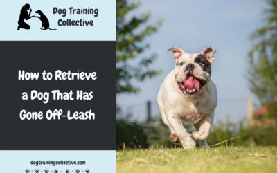 Best (and Worst) Methods to Retrieve a Dog That Has Gone Off-Leash