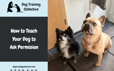 How to Teach Your Dog to Ask Permission