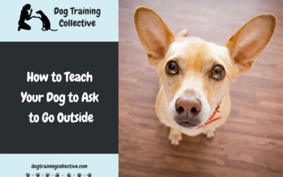 How to Teach Your Dog to Ask to Go Outside: A Complete Guide