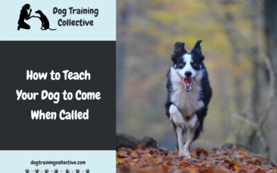 How Do You Teach a Dog to Come When Called?