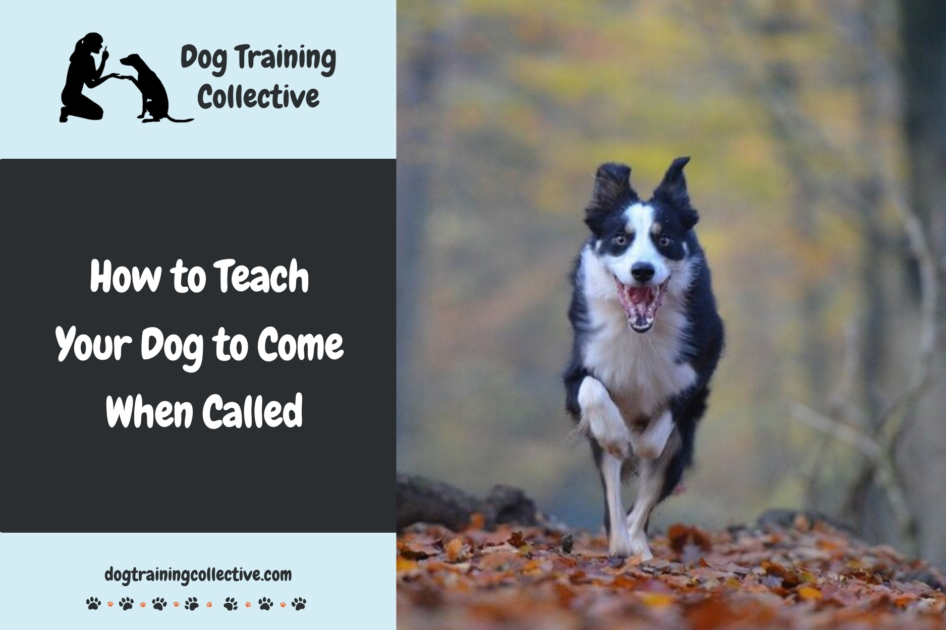 How to Teach Your Dog to Come When Called