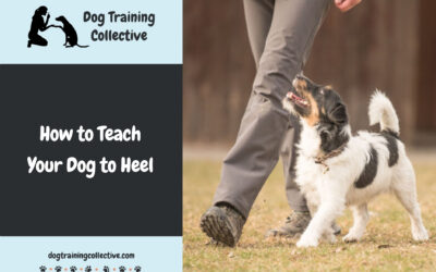 How to Teach your Dog to Heel | a Step-by-Step Guide
