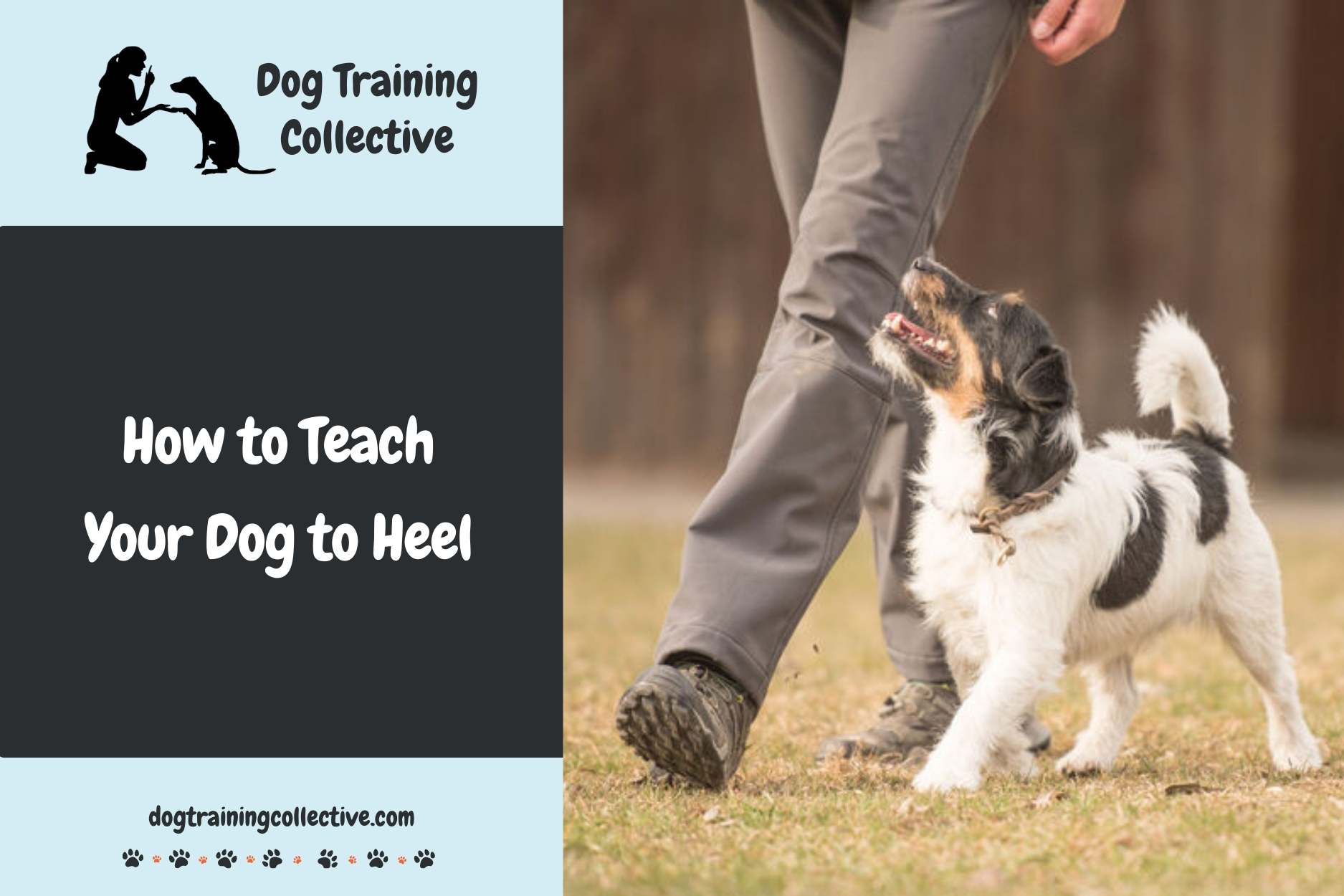 How to Teach Your Dog to Heel