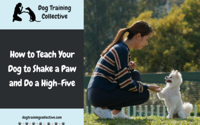How to Teach your Dog to Shake a Paw and do a High-Five