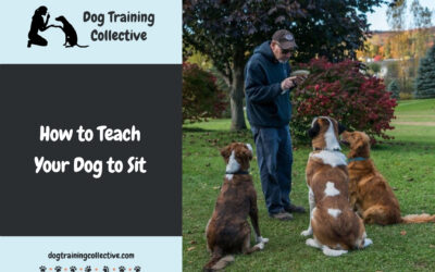 How to Teach your Dog to Sit on Command [Step-by-Step]