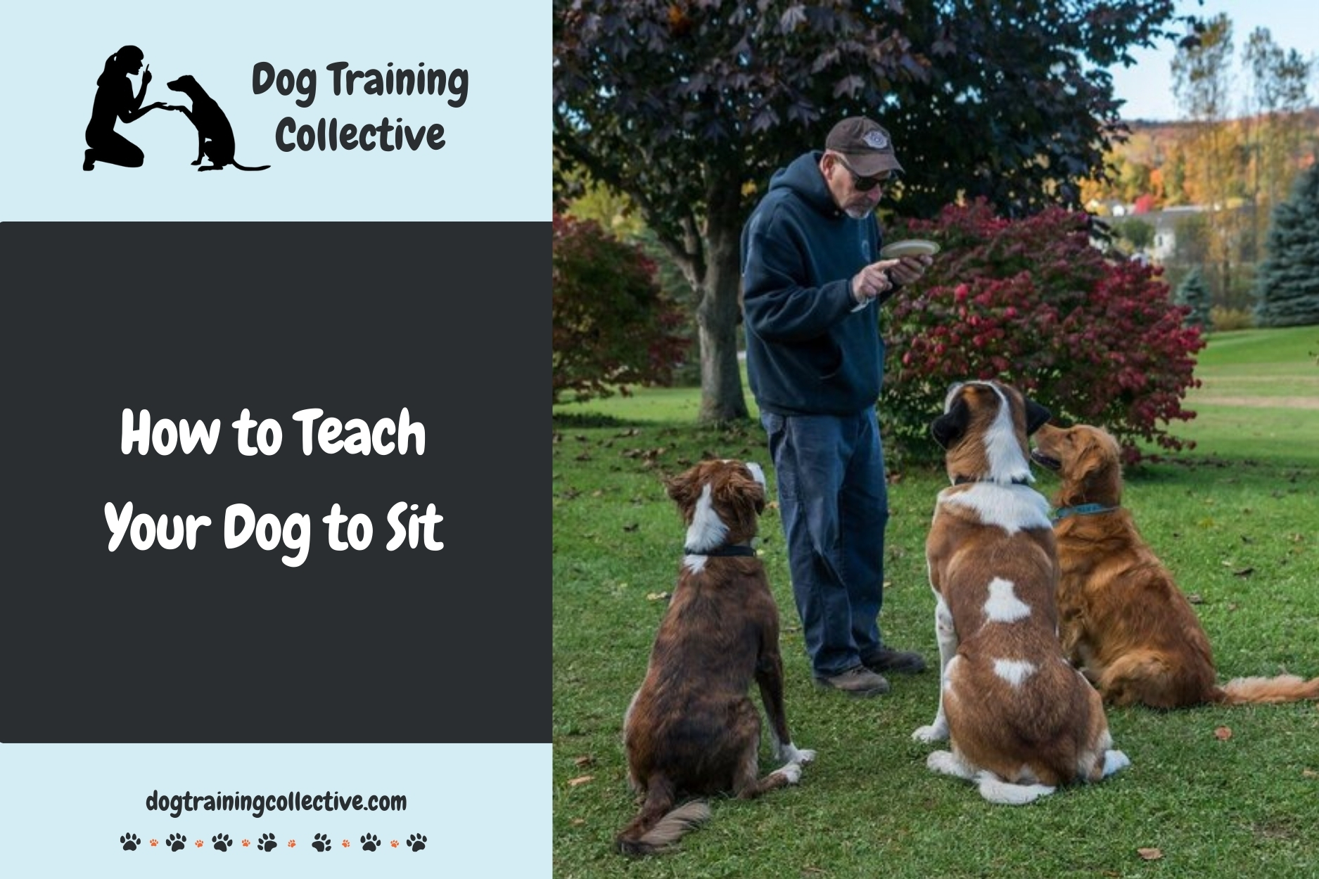 How to Teach Your Dog to Sit