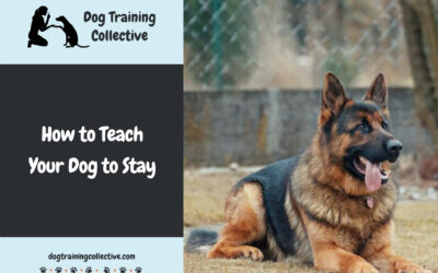 How to Teach Your Dog to Stay [Step-by-Step]