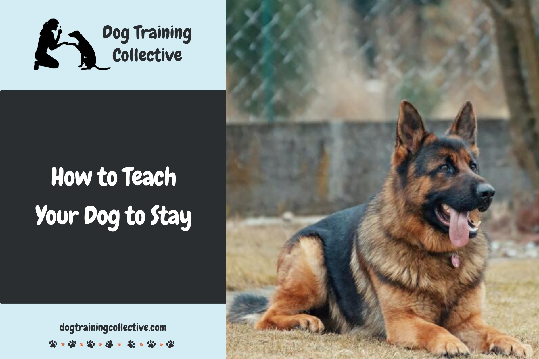 How to Teach Your Dog to Stay