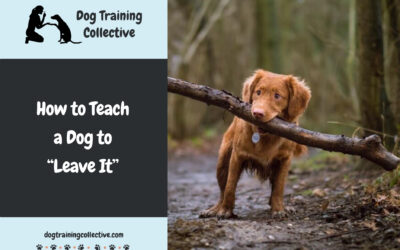 How to Teach Your Dog to “Leave It”