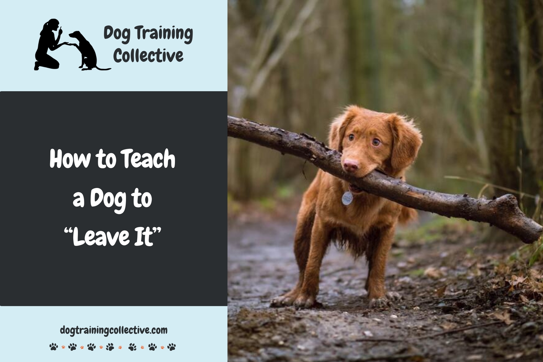 How to Teach a Dog to “Leave It”