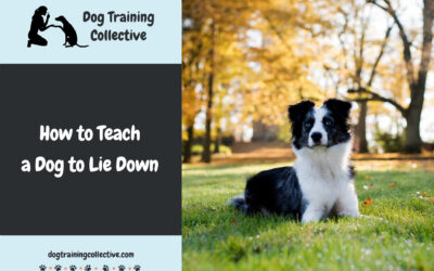 How to Teach a Dog to Lie Down – A Complete Guide