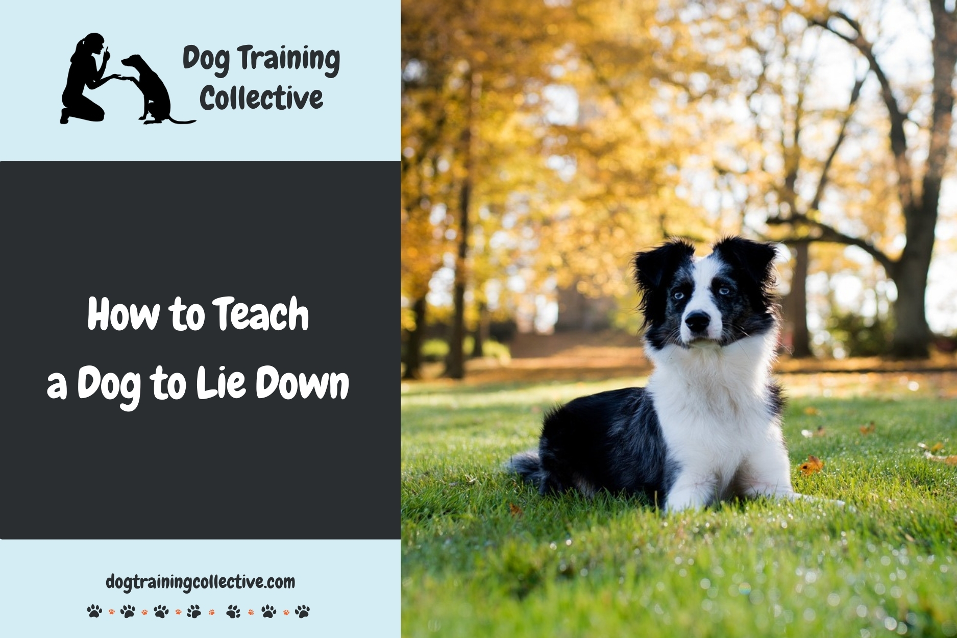 How to Teach a Dog to Lie Down