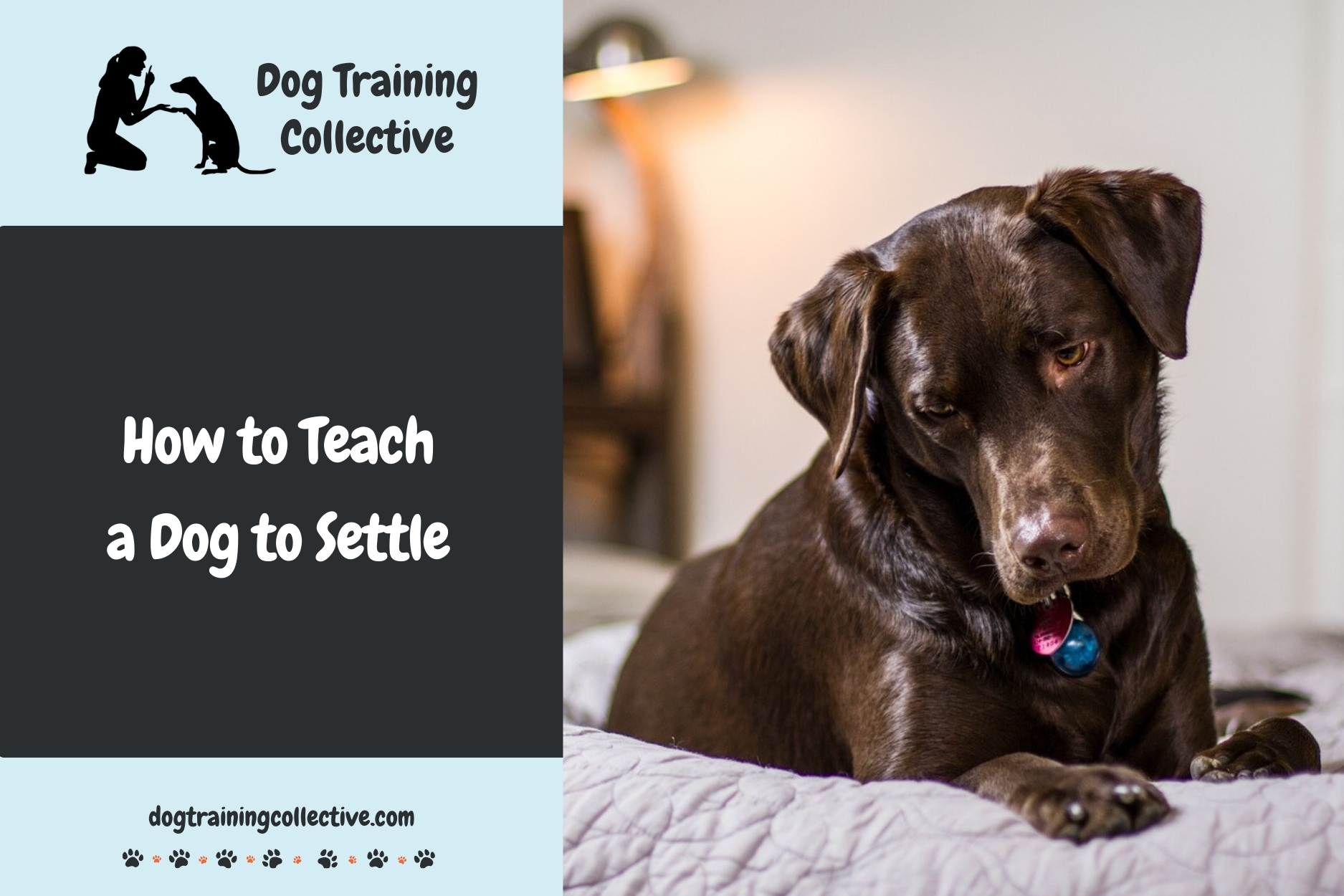 How to Teach a Dog to Settle