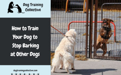 How to Train your Dog to Stop Barking at Other Dogs