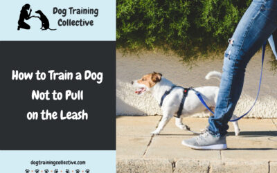 How to Train a Dog Not to Pull on the Leash | a Step-by-Step Guide