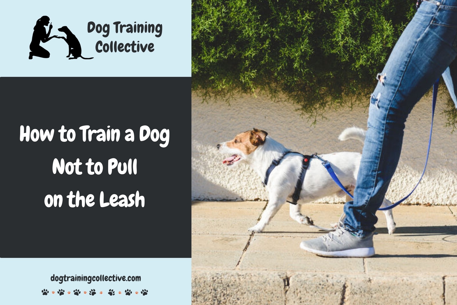 How to Train a Dog Not to Pull on the Leash