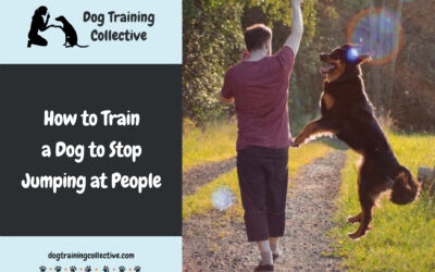 How to Train a Dog to Stop Jumping at People – A Complete Guide