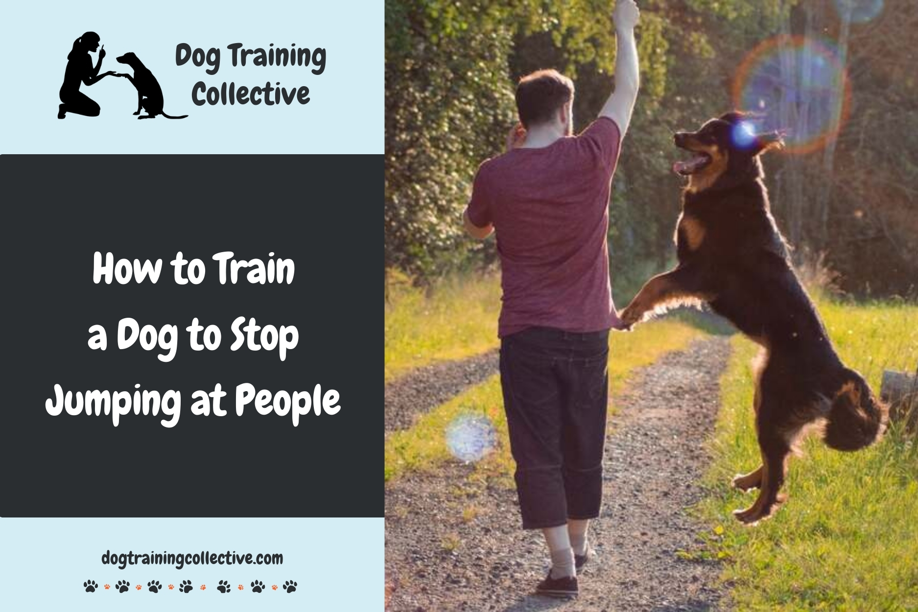 How to Train a Dog to Stop Jumping at People