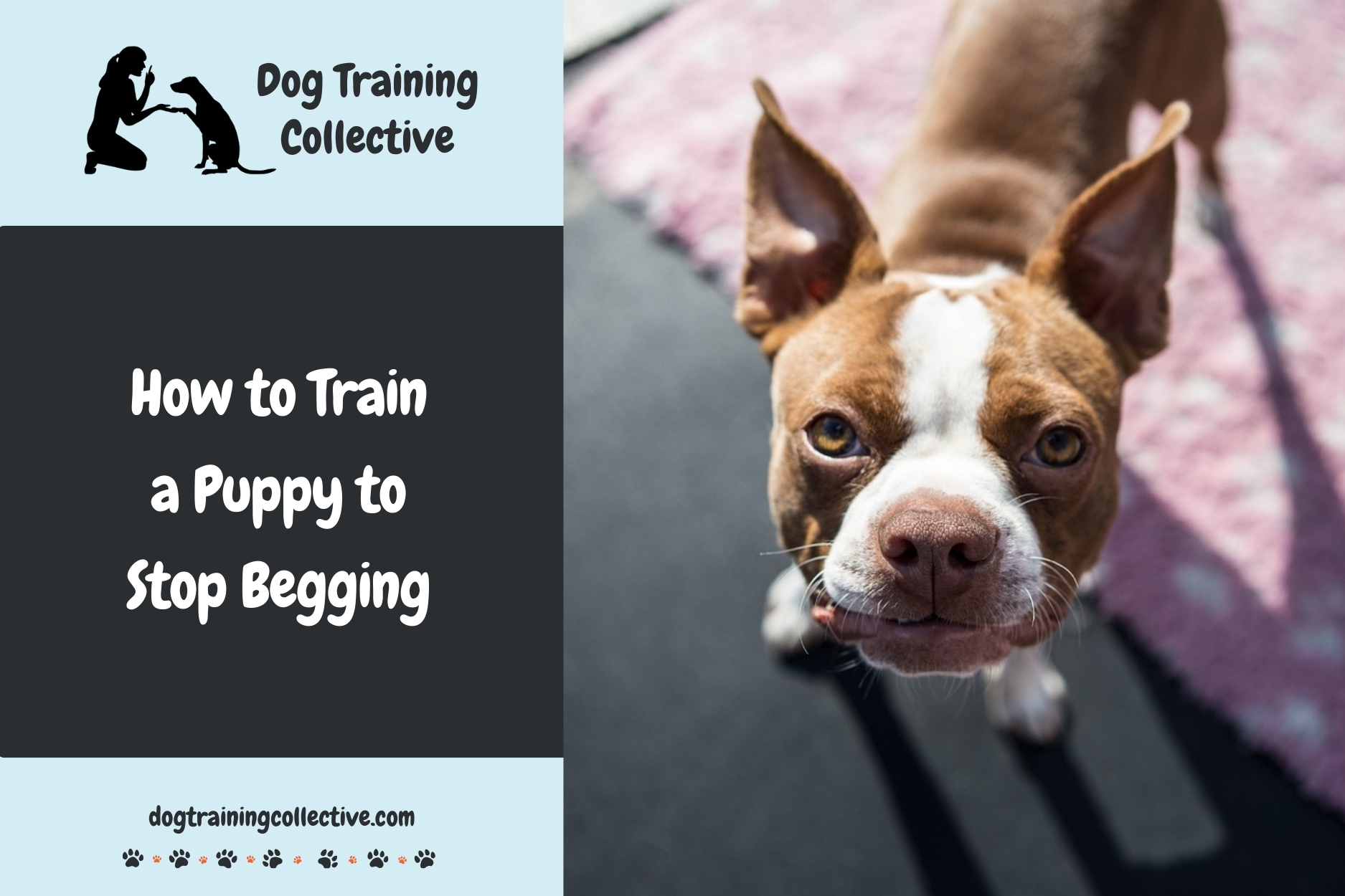 How to Train a Puppy to Stop Begging