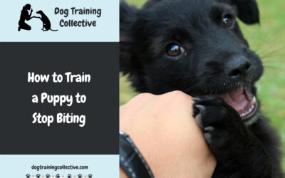 How to Train a Puppy to Stop Biting