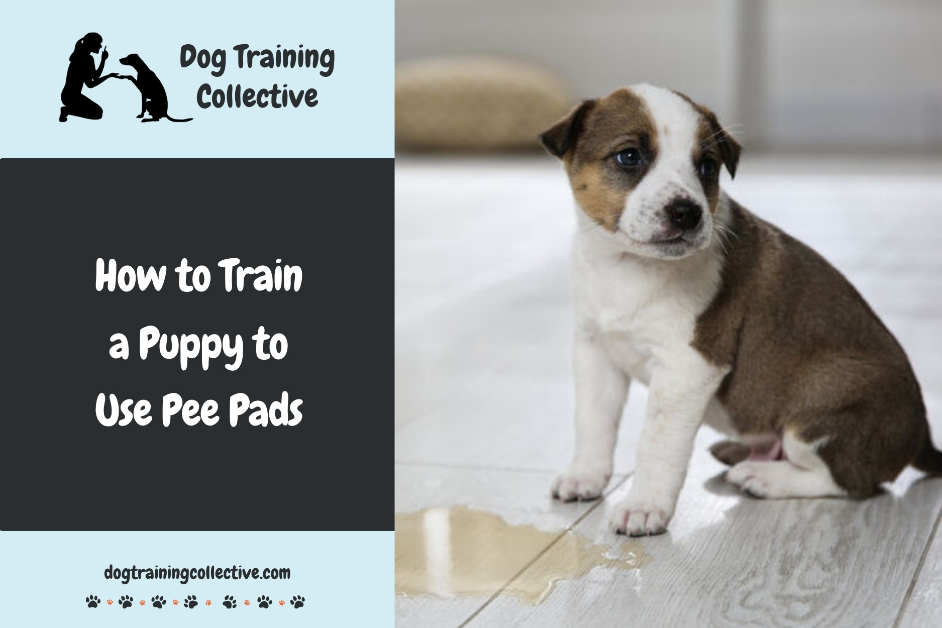 How to Train a Puppy to Use Pee Pads