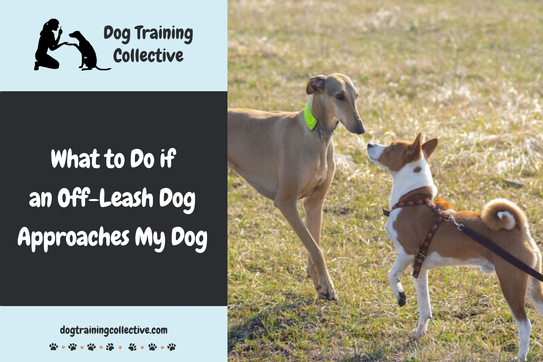 What to Do if an Off-Leash Dog Approaches My Dog